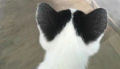 关于猫咪的说说 关于猫咪的说说好玩的(精选59句)