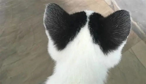 关于猫咪的说说 关于猫咪的说说好玩的(精选59句)