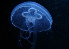 失去了爱情后悔的句子(55句)