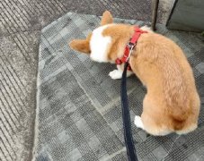 天气好遛狗的说说(精选33句)