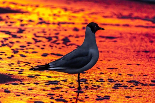 科二过了的心情说说(41句)