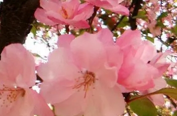 看花的心情说说朋友圈(78句)
