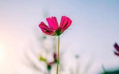 看花的心情说说朋友圈(78句)