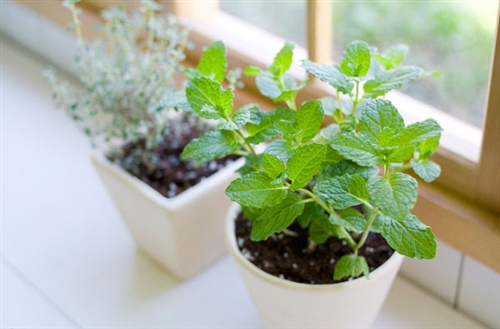 花与生活说说心情(精选55句) 花与生活说说心情(精选55句)