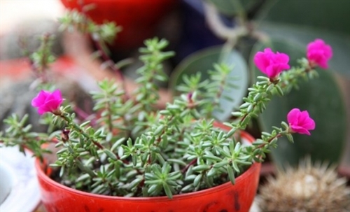 花与生活说说心情(精选55句) 花与生活说说心情(精选55句)