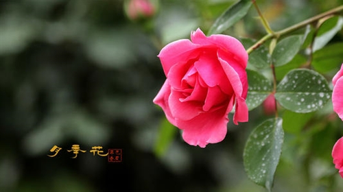 朋友圈发漂亮的花配文(62句)