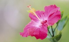 朋友圈发漂亮的花配文(62句)