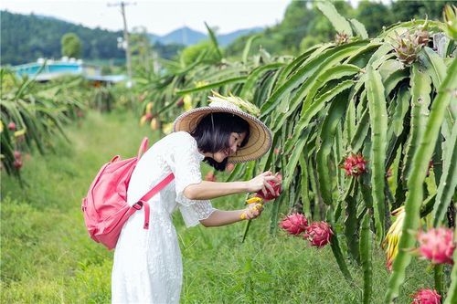 摘野果发朋友圈的说说(精选72句) 摘野果发朋友圈的说说(精选72句)