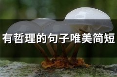 有哲理的句子唯美简短(85句)