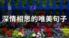 深情相思的唯美句子(精选97句)