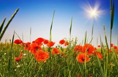 女生简单说说心情短语句子(精选65句)