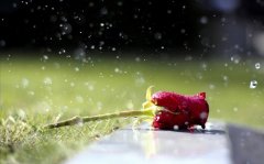 一直下雨天的心情经典句子(精选41句)