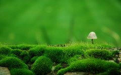 美甲微信朋友圈宣传语说说(共31句)
