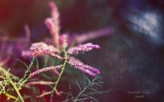 今夜无眠心情说说(推荐76句)