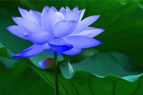 追求自己的幸福的句子(实用103句)