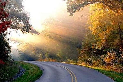 朋友圈赏花心情说说(通用80句)