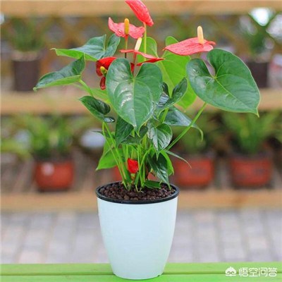 女人好运平安吉利头像