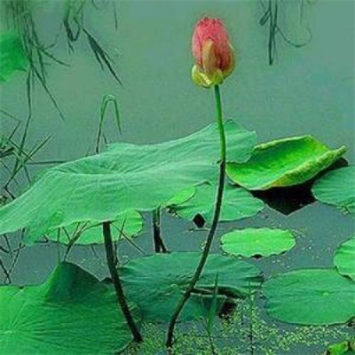 一看就舒心的微信头像