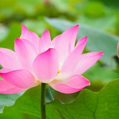 运气越来越好的微信头像(优选40张)