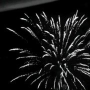 2023年最火的花卉头像图片(20张)