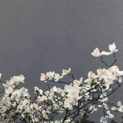 2023年最火的花卉头像图片(20张)