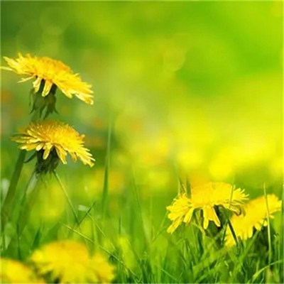 2023最新版微信最吉利的好看头像(优选42张)