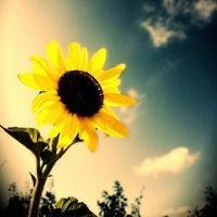 阳光鲜花头像唯美图片大全(共26张)