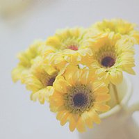 阳光鲜花头像唯美图片大全(共26张)