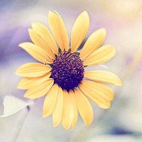 阳光鲜花头像唯美图片大全(共26张)