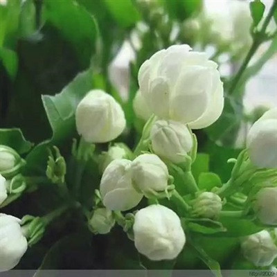 最好看的微信花朵头像(优选50张)
