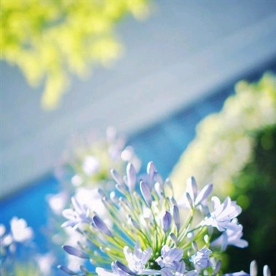 最好看的微信花朵头像(优选50张)