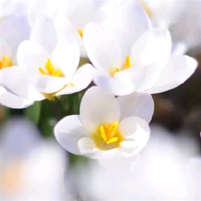最好看的微信花朵头像(优选50张)