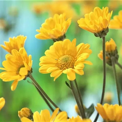 最好看的微信花朵头像(优选50张)