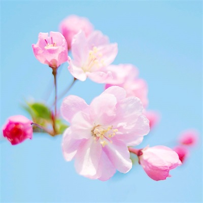 最好看的微信花朵头像(优选50张)