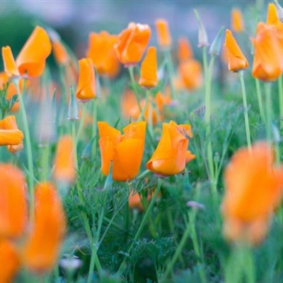 最好看的微信花朵头像(优选50张)