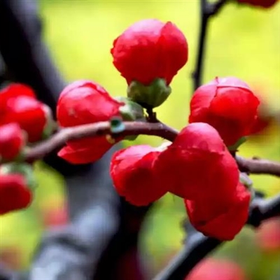最好看的微信花朵头像(优选50张)