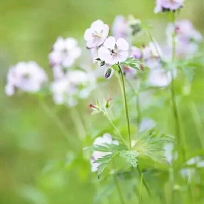 最好看的微信花朵头像(优选50张)