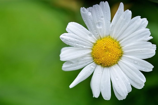 吃货专属的名字(优选88个)