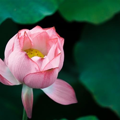 2023年最火荷花头像(优选22张)