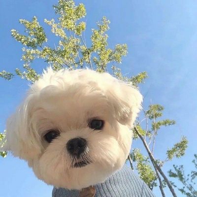 狗年超好看的动物头像(精选24张)