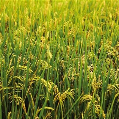 2023好运微信头像风景(优选46张)