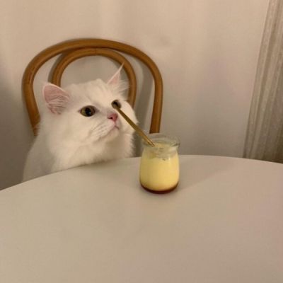 2023最新版呆萌的猫咪头像(优选50张)