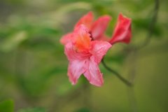 梅花气质的网名(65个)