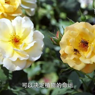最好看的花朵微信头像(精选48张)
