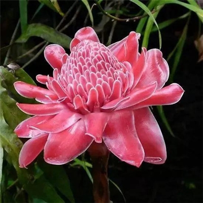 最好看的花朵微信头像(精选48张)