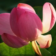 中年妇女微信头像(22张)
