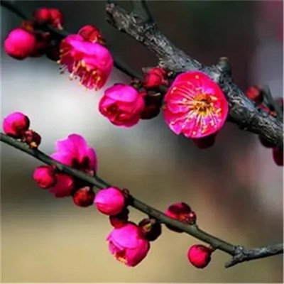 2223年最吉利的微信头像图片(共20张)