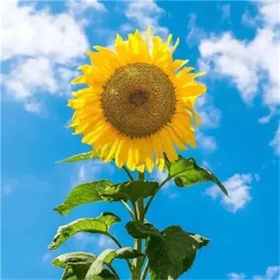 1623转运的微信头像免费(精选20张)