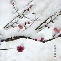梅花微信头像最吉利(优选18张)