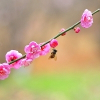 梅花微信头像最吉利(优选18张)